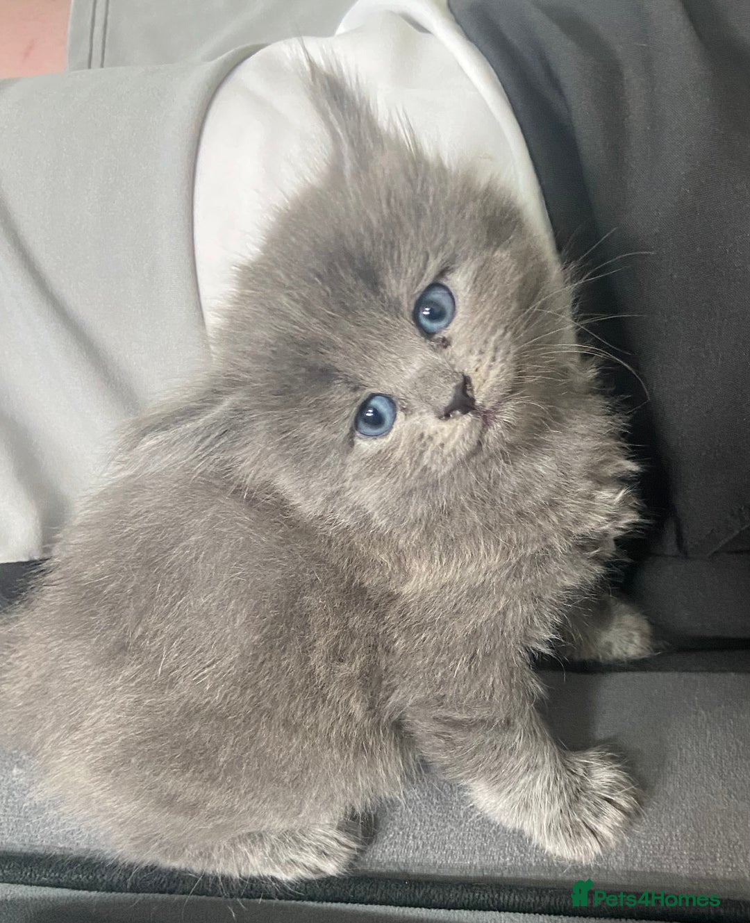 Siberian cats for sale: Siberian Kittens Neva Masquerade White - Image 9
