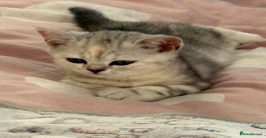 British Shorthair cats - Advert 11