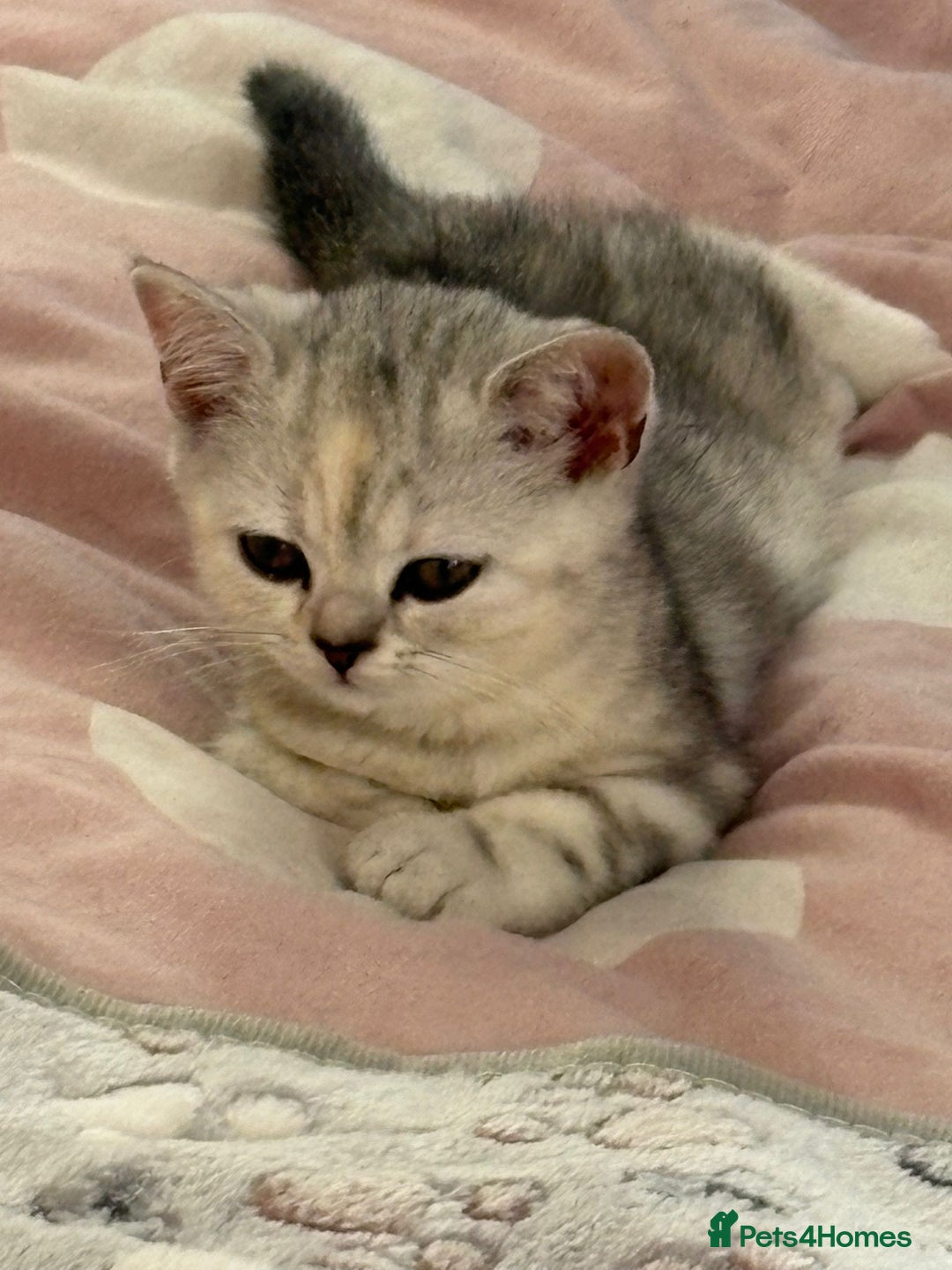British Shorthair cats for sale: Beautiful British shorthair kittens 3 LEFT  - Image 2