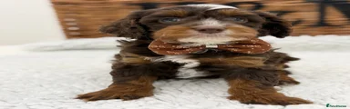 Cavapoo 1