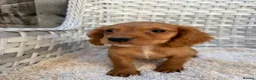 Cocker Spaniel dogs for sale: Working cocker spaniels - Advert 22