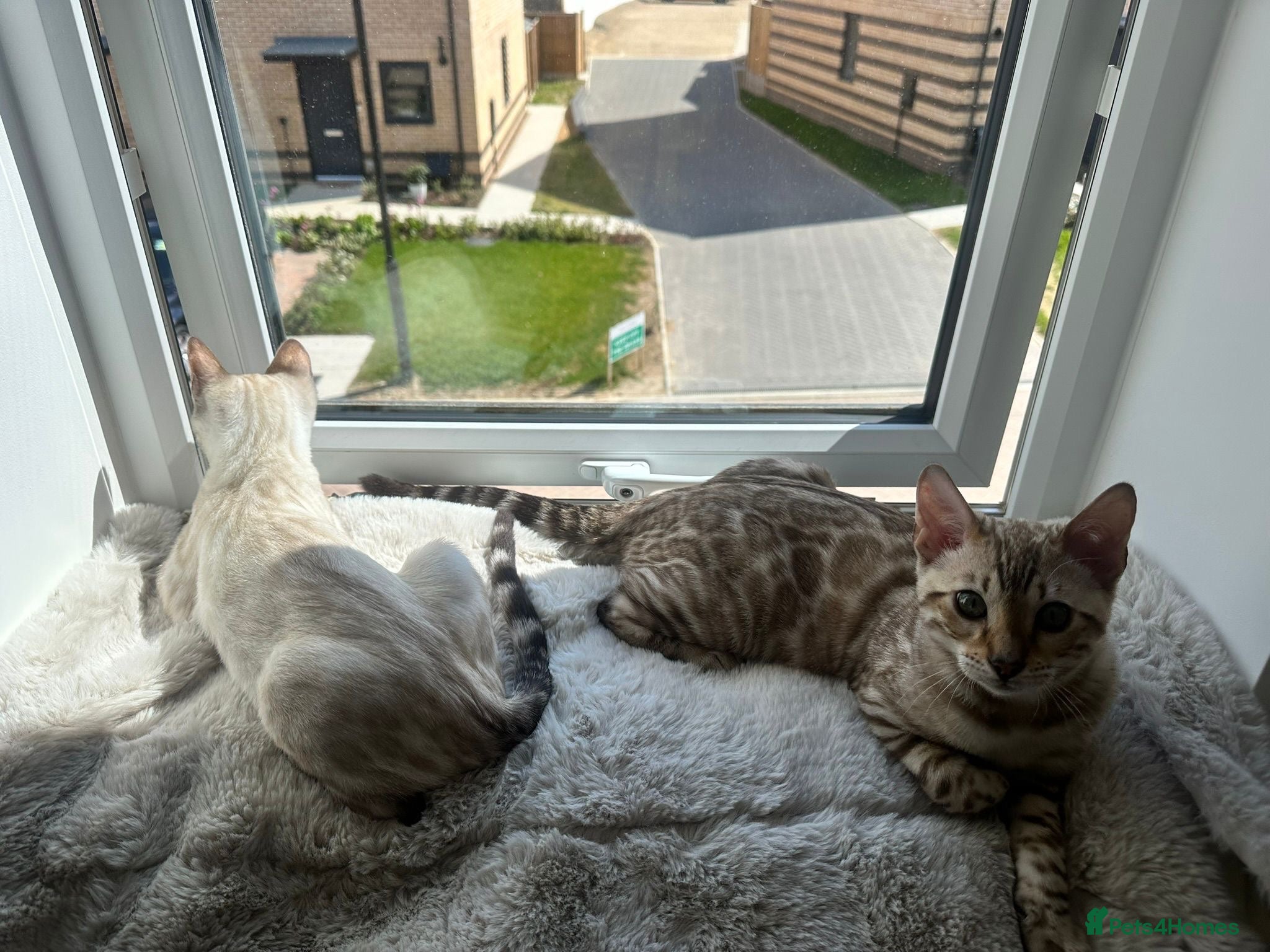 Bengal cats Albino & Snow Lynx Bengal Kittens, TICA Regs - Advert 2