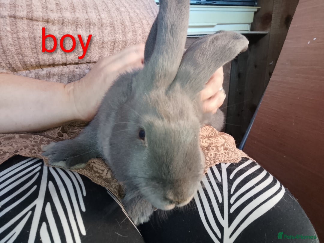 Giant Papillon rabbits for sale: Giant Papillon babies - Image 3