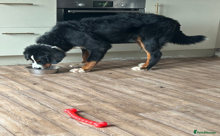 Bernese Mountain Dog dogs - Advert 1