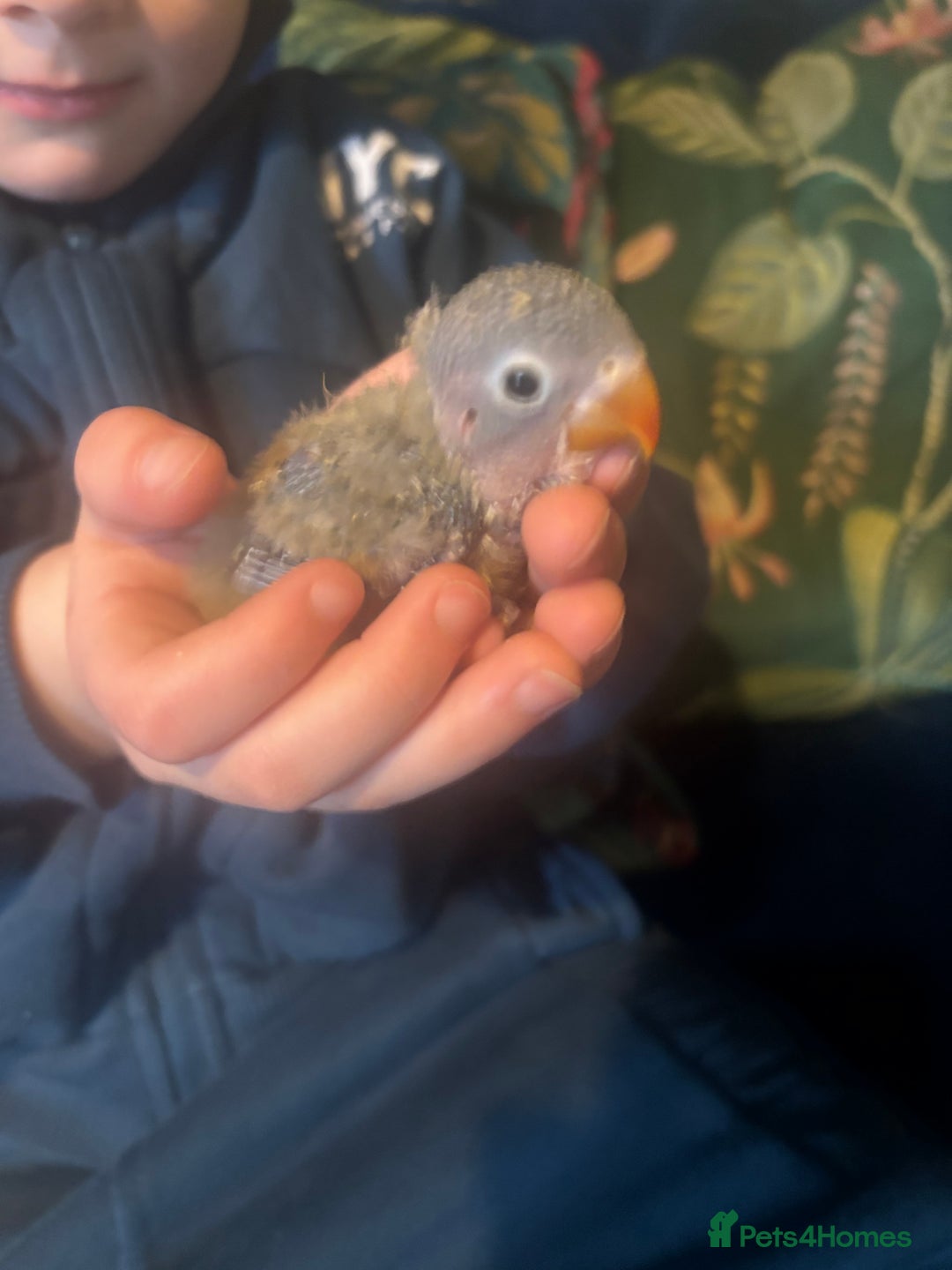 Lovebirds birds for sale: Hand reared beautiful love birds - Advert 1