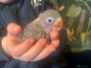 Lovebirds birds Hand reared beautiful love birds - Advert 1