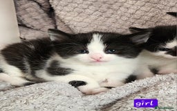 British Shorthair cats for sale: Beautiful black and white kittens - Image 14