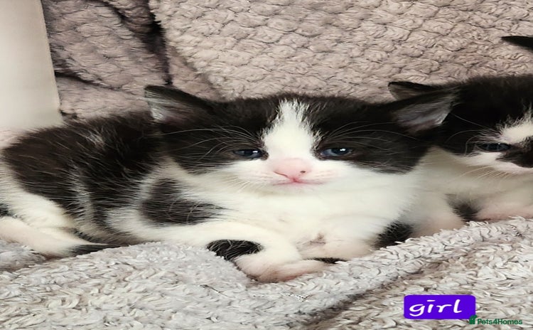 British Shorthair cats - Advert 7