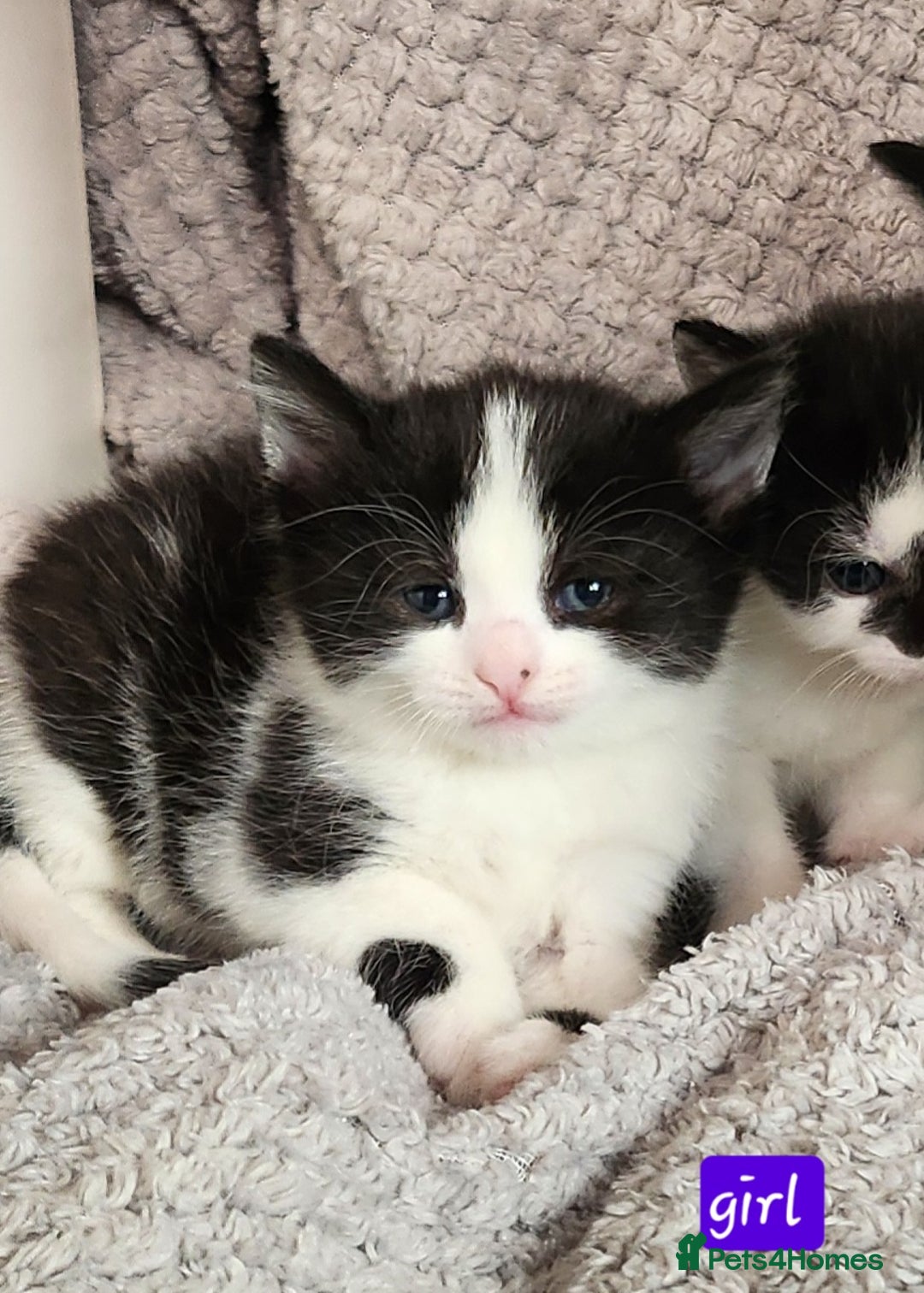 British Shorthair cats for sale: Beautiful black and white kittens - Image 14