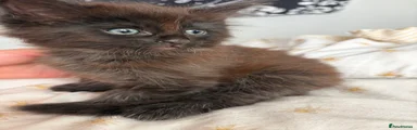 Black female kitten 