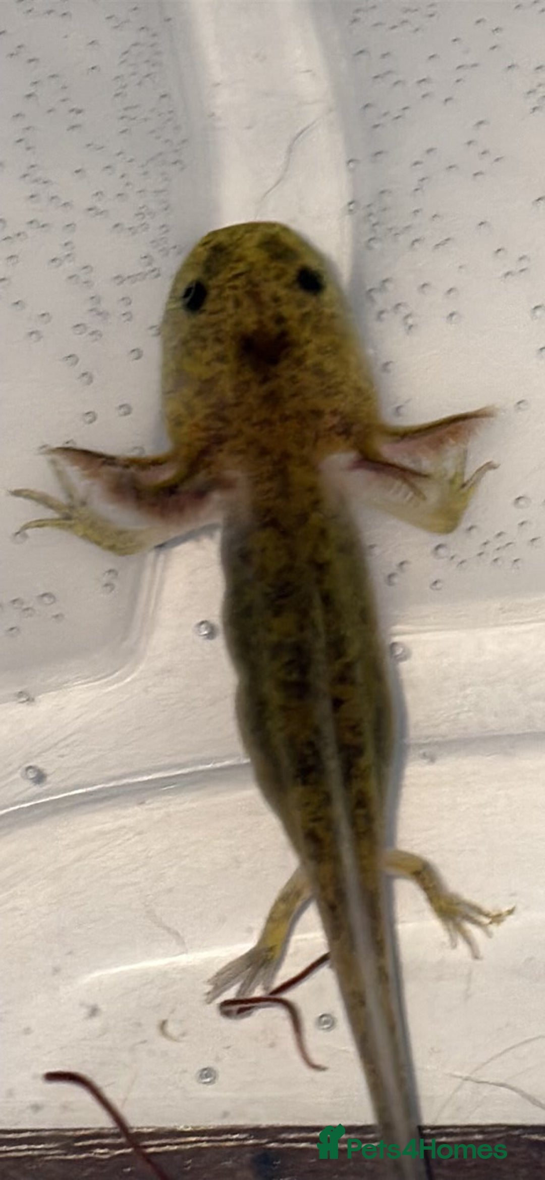 Axolotl reptiles for sale: Juvenile axolotl  - Advert 4