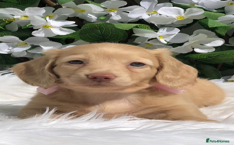 Miniature Dachshund dogs - Advert 10