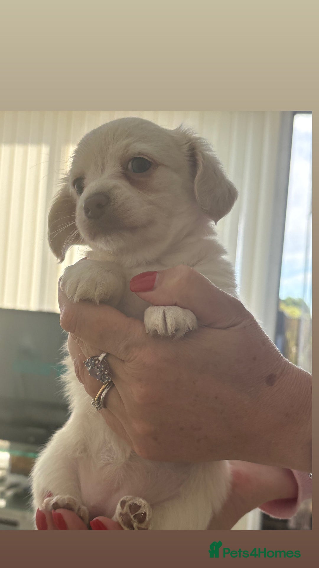 Mixed Breed dogs for sale: Chiweenie Long Haired Pups (Dachshund x Chihuahua) - Image 2