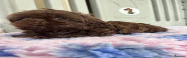Shih Tzu 2