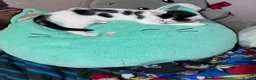 Mixed Breed cats for sale: Black and White Inkblot Male Kitten - Advert 2
