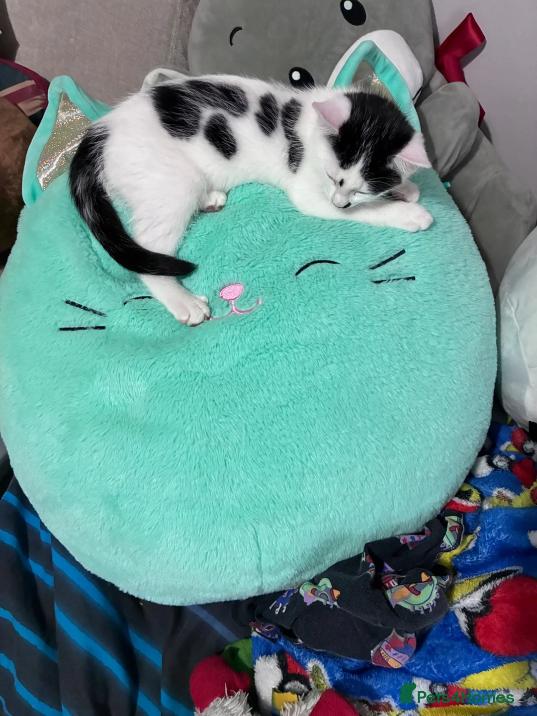 Mixed Breed cats for sale: Black and White Inkblot Male Kitten - Advert 2