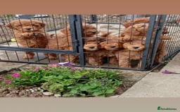 Cockapoo dogs for sale: Beautiful family of cockerpoos - Image 2