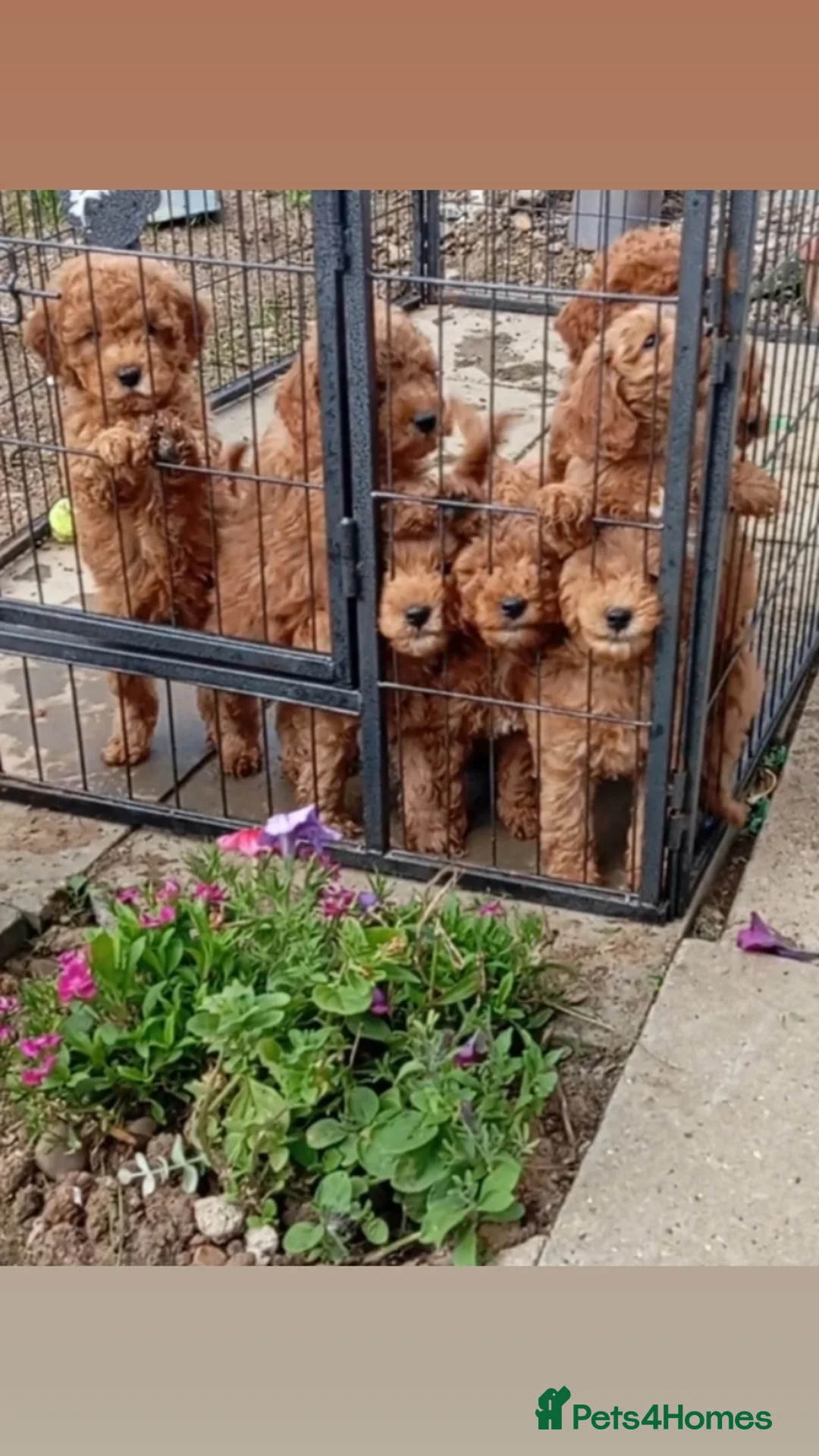 Cockapoo dogs for sale: Beautiful family of cockerpoos - Image 2