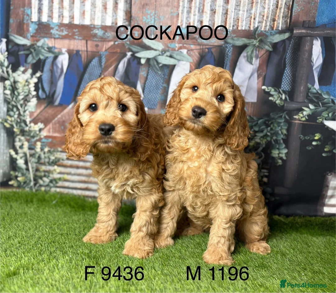 Cockapoo dogs for sale: Stunning cockapoo puppies from a licensed breeder  - Advert 2