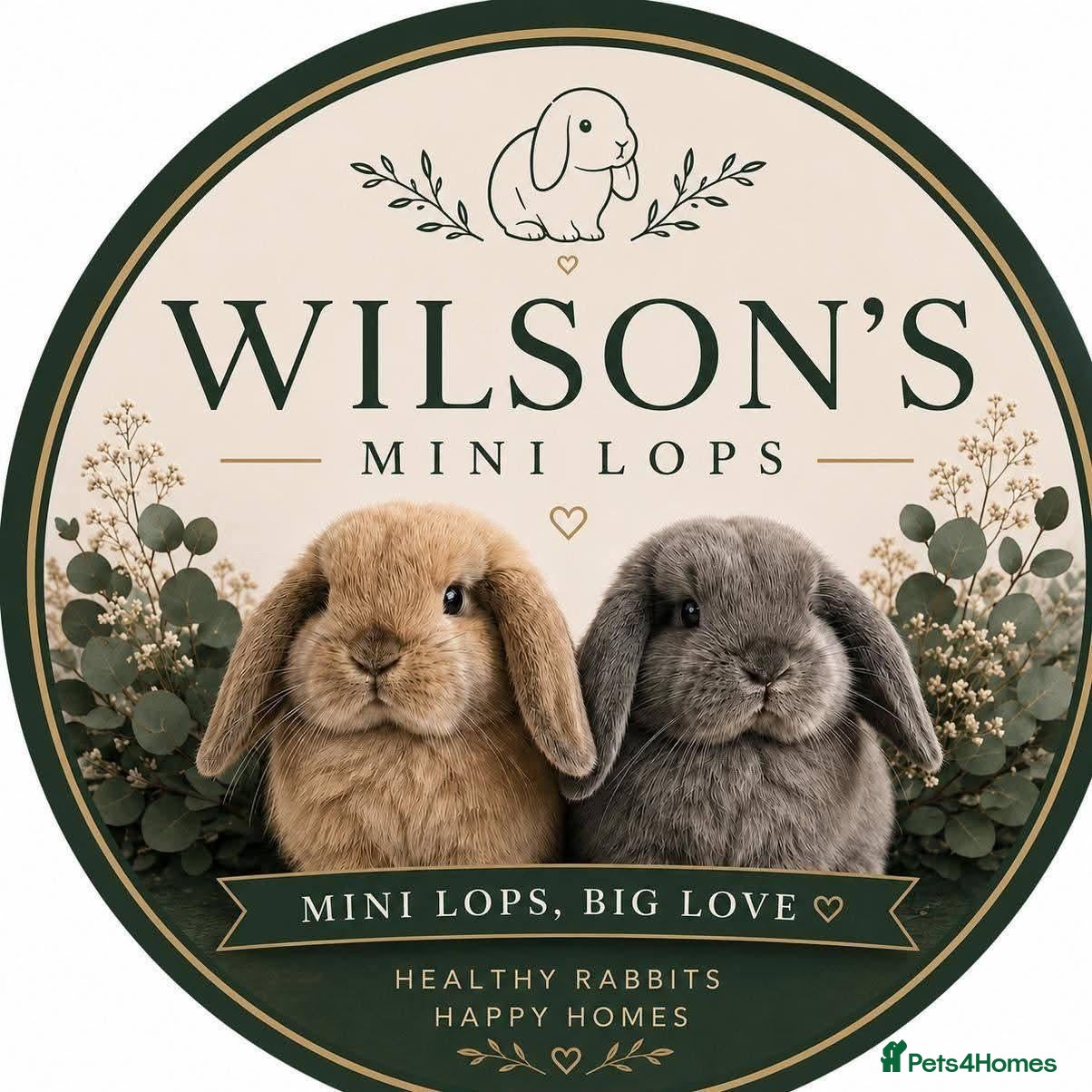 Mini Lion Lop rabbits Mini lion lops - Advert 1