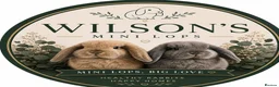 Mini Lion Lop rabbits for sale: Mini lion lops - Advert 1