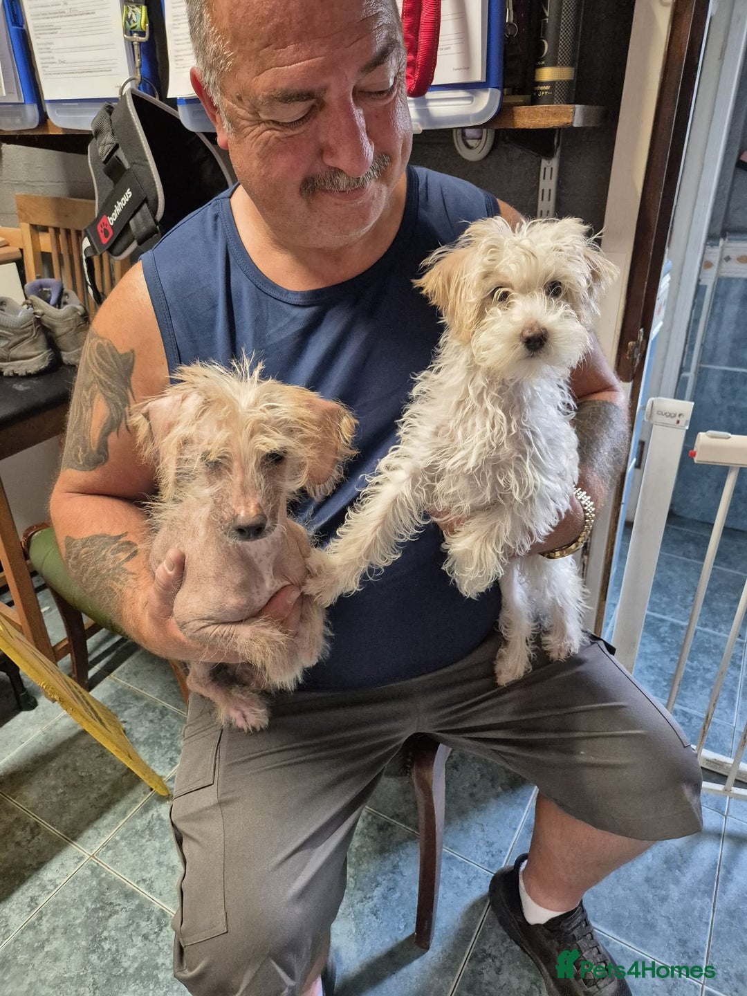 Mixed Breed dogs for sale: Chinese crested X toy poodle (crestipoo) - Image 2