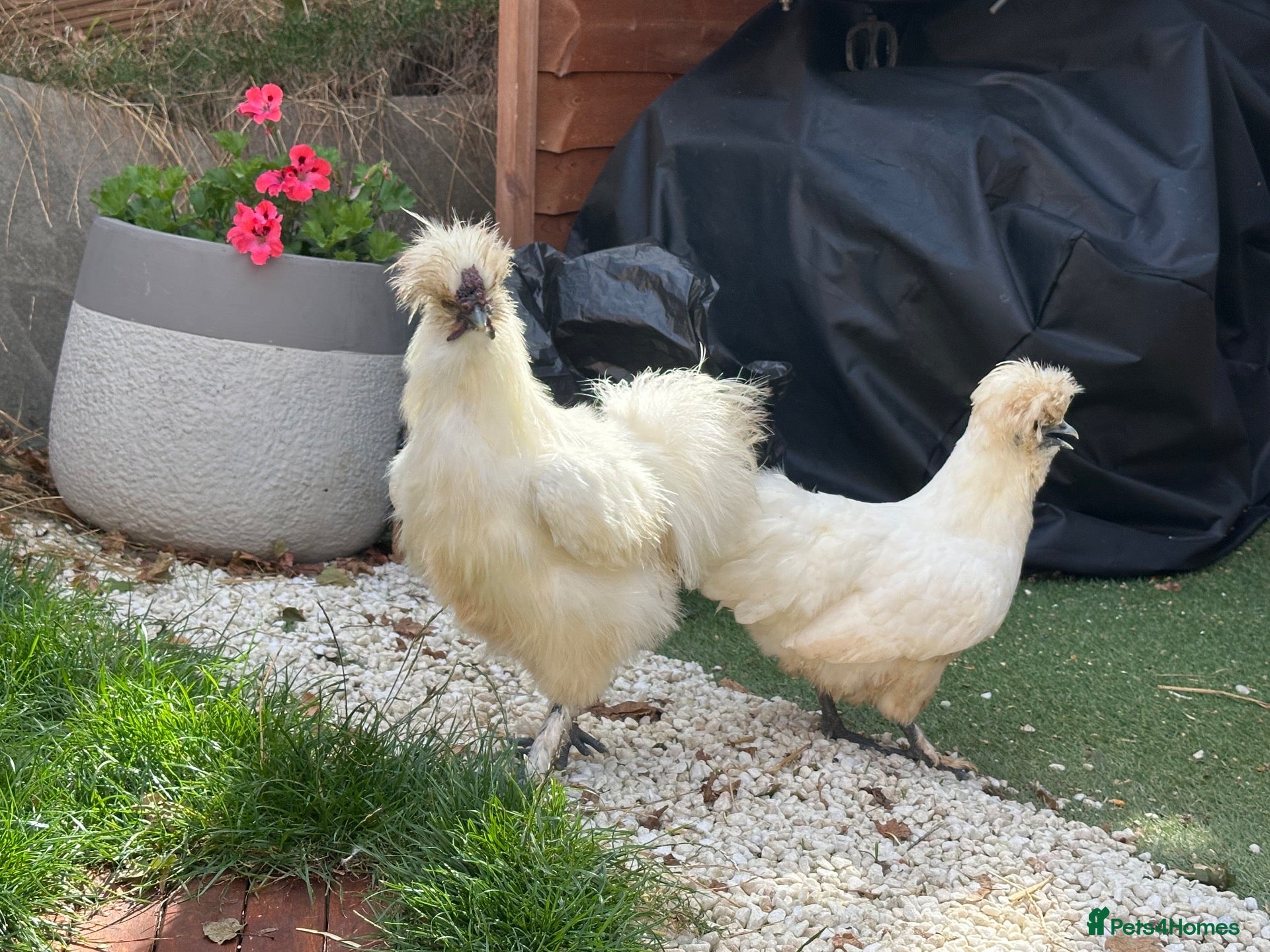 Chickens poultry Sulky chickens - Advert 1