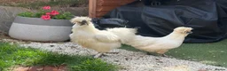 Chickens poultry for sale: Sulky chickens in Oxford - Advert 1