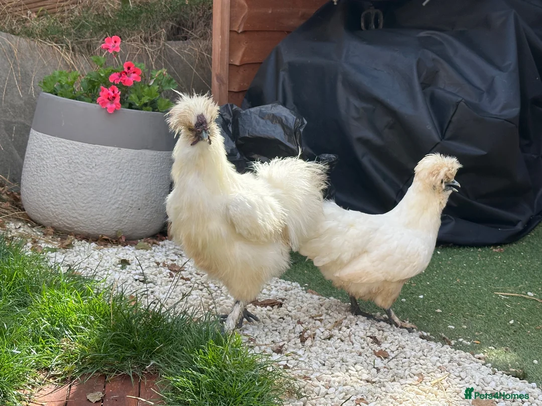 Chickens poultry for sale: Sulky chickens in Oxford - Advert 1