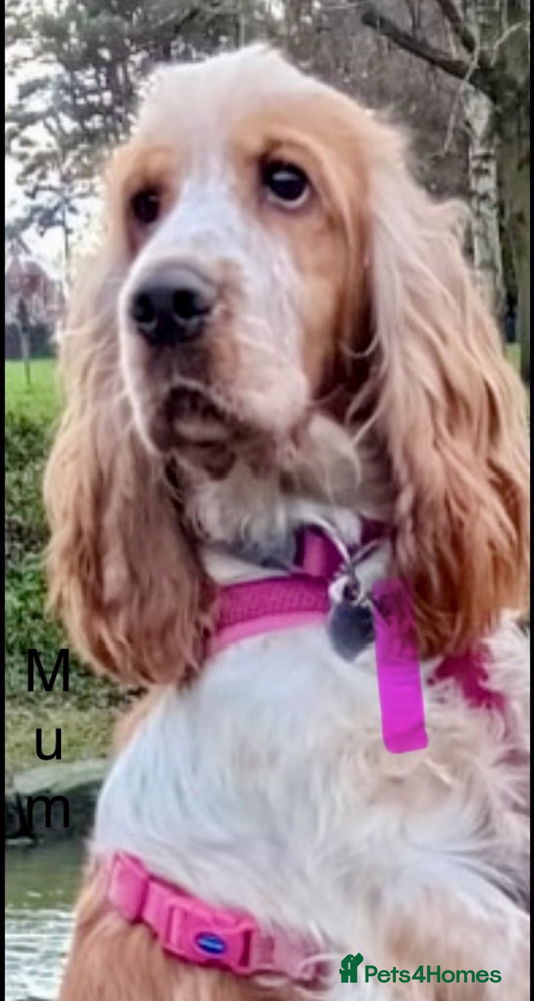 Cocker Spaniel dogs for sale: KC show type cocker spaniels  - Image 2