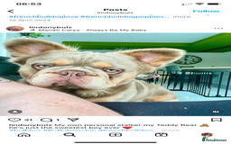 French Bulldog dogs for sale: French Bulldog female puppy - Lilac & Tan  - Image 4