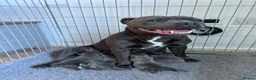 Staffordshire Bull Terrier dogs for sale: STAFFORDSHIRE BULL TERRIER PUPPIES 🐶❤️ in Morpeth - Advert 32