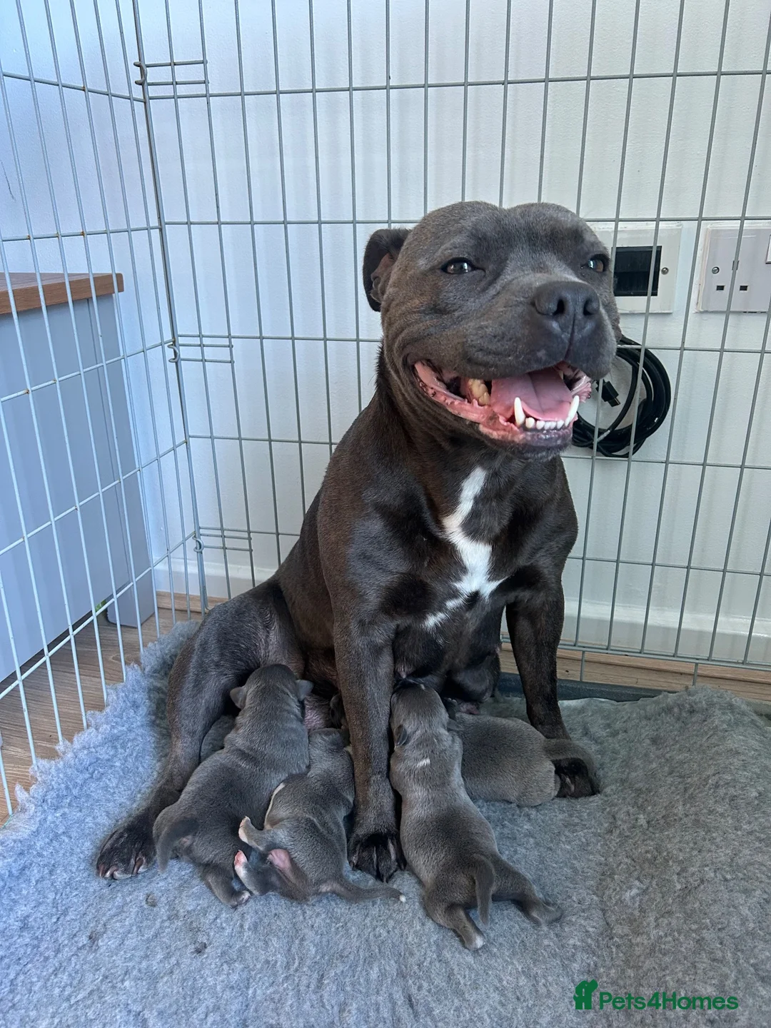 Staffordshire Bull Terrier dogs for sale: STAFFORDSHIRE BULL TERRIER PUPPIES 🐶❤️ in Morpeth - Advert 32