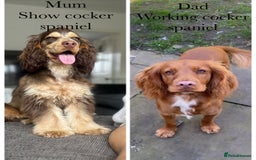 Cocker Spaniel dogs for sale: Show cocker spaniel (chocolate sable) - Image 2