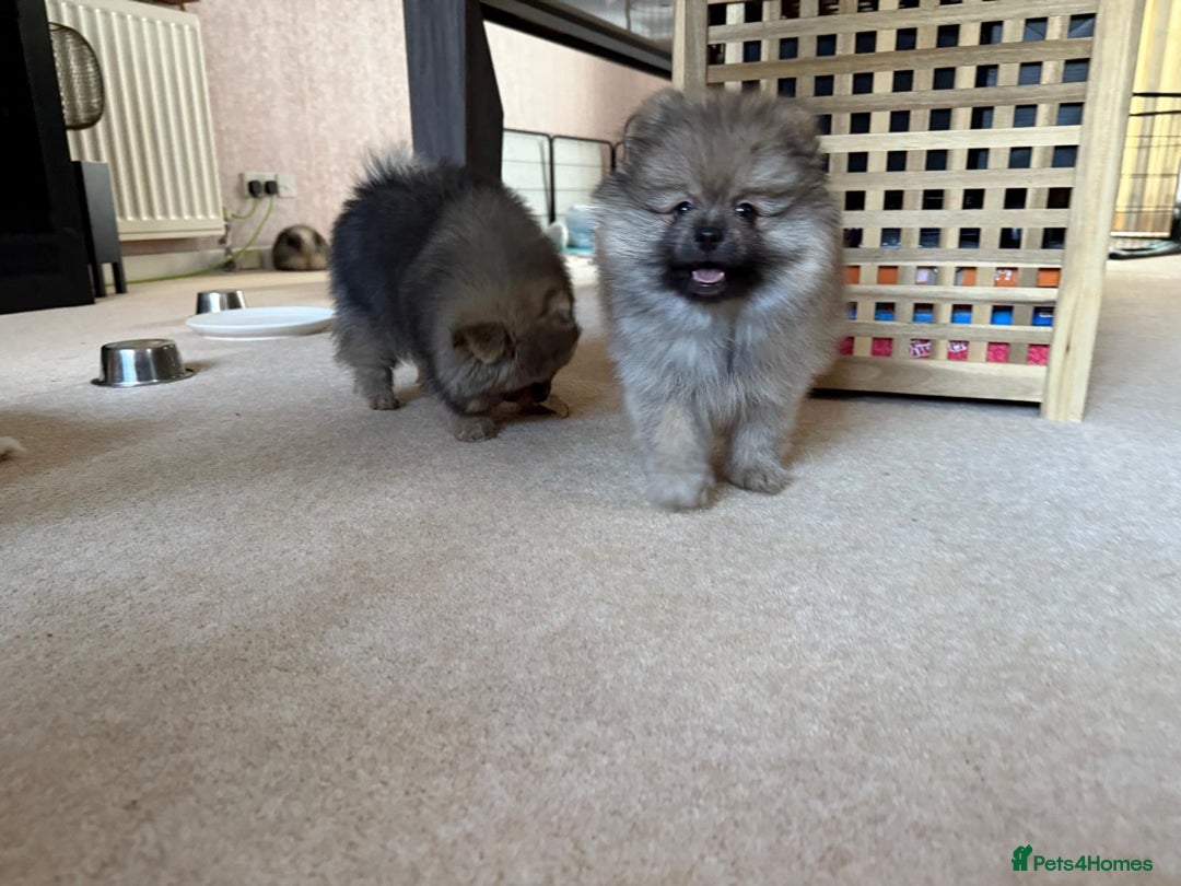 Pomeranian dogs for sale: 10 Week Purebred Pomeranian Champion EU Bloodline  - Advert 9