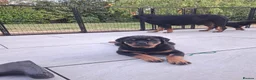 Rottweiler dogs for sale: Big Rottweiller Girl Puppy for sale - ready to go - Advert 7