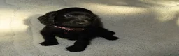 Cocker Spaniel dogs for sale: KC Registered Cocker spaniels  in Godalming - Advert 3