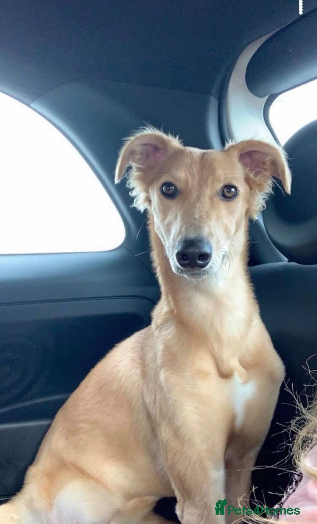 Saluki dogs for sale: Saluki boy for sale  - Advert 2