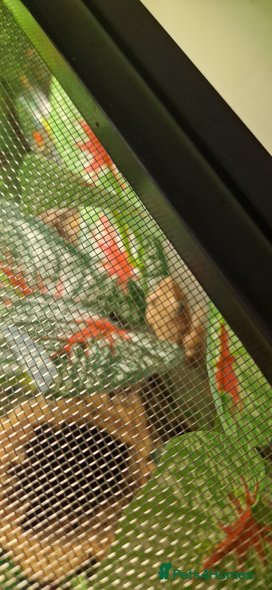 Frog reptiles for sale: 3 golden tree frogs  - Advert 7