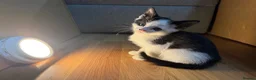 Korat cats for sale: Kittens Looking for Their Forever Homes - Advert 9
