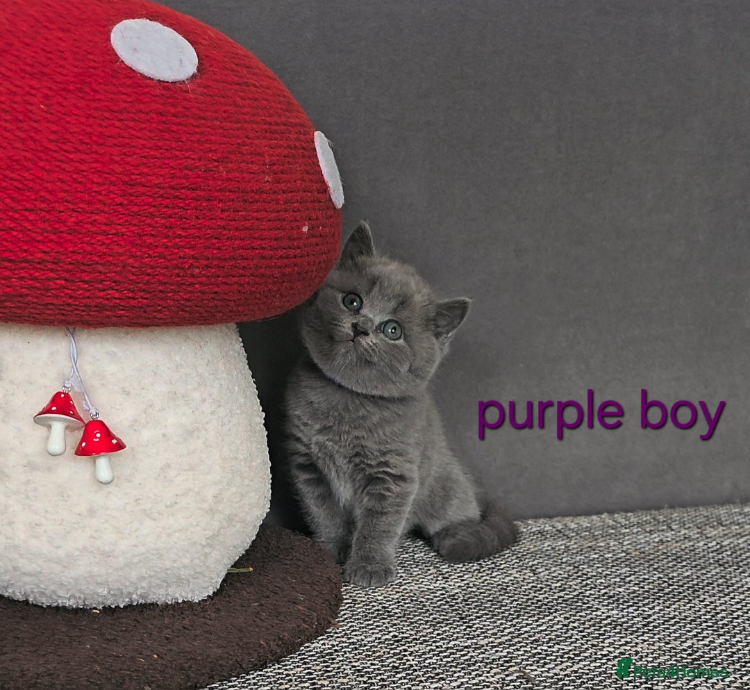 British Shorthair cats for sale: British Shorthair (last girl left) - Image 23