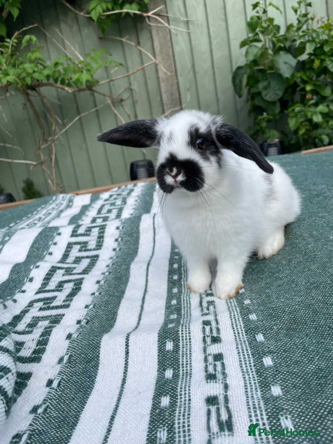 Netherland Dwarf rabbits for sale: 1 Baby Female Rabbit . Ready To Leave Now.  - Advert 2