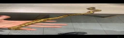 Python Snake reptiles for sale: Spider 66% het albino clown royal python  in Ellesmere Port - Advert 3