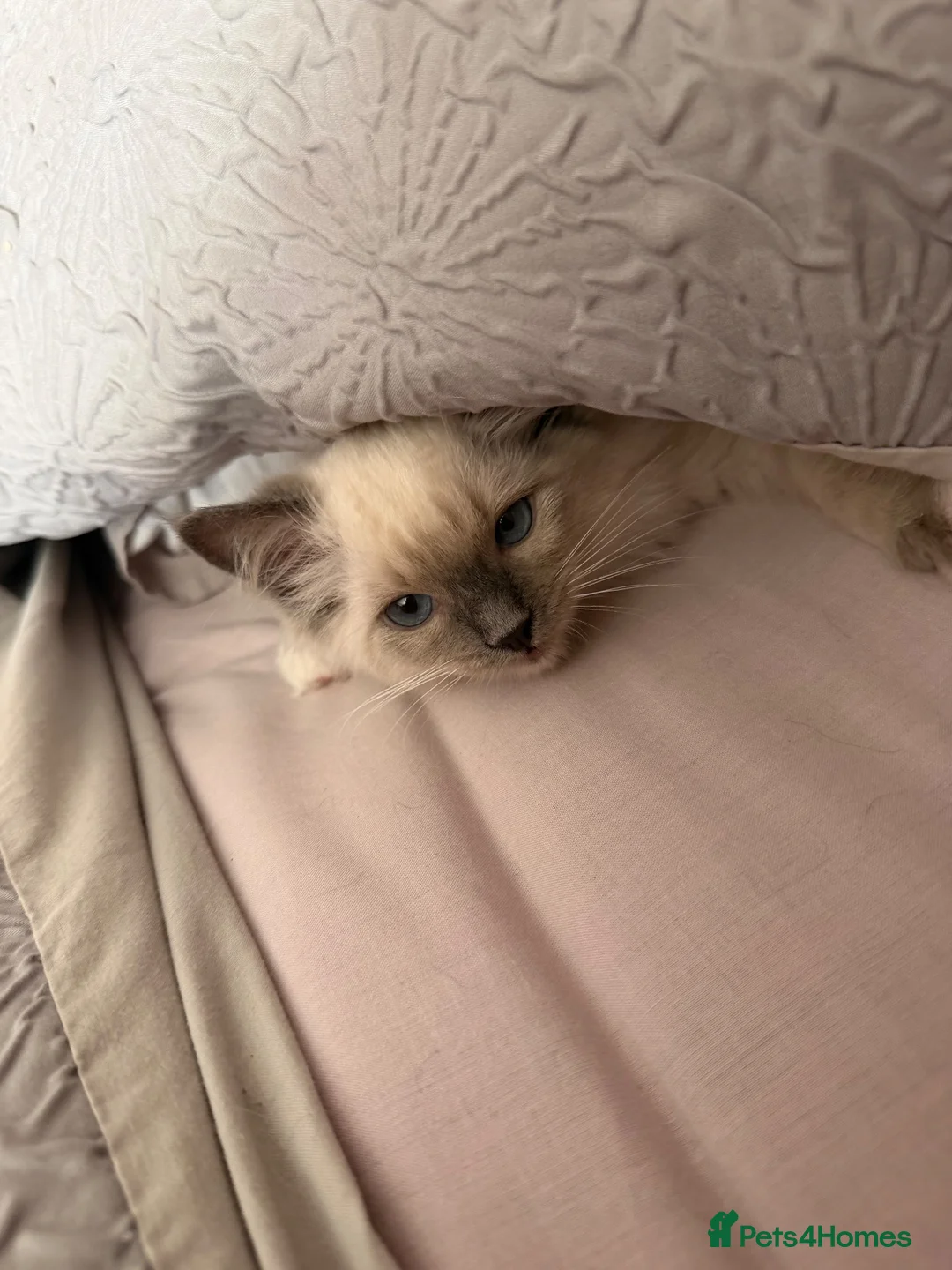 Ragdoll cats for sale: Ragdoll blue mitted in Bexleyheath - Advert 5