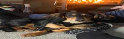 Miniature Dachshund dogs for sale: Beautiful Long haired miniature Dachshund Puppies  - Advert 13
