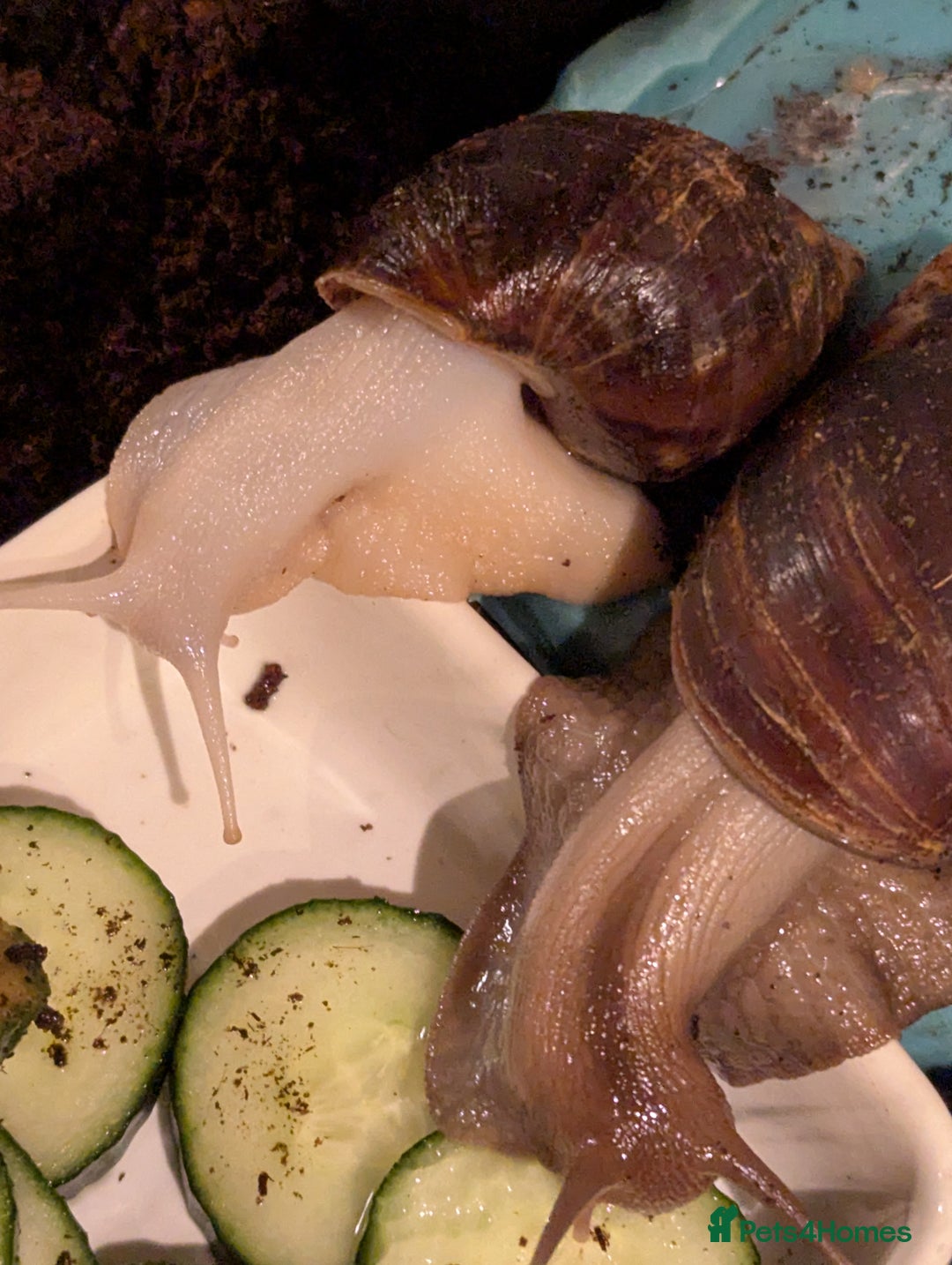 Snails invertebrates for sale: Giant African land snails  - Advert 1