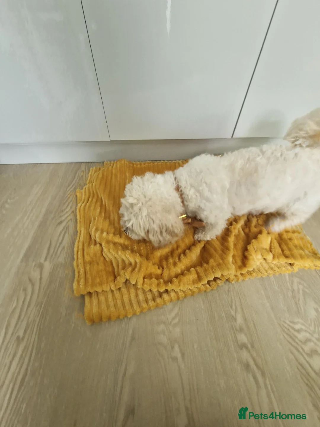 Poochon dogs for sale: Adorable Poochons Looking for their new families in Whitland - Advert 5
