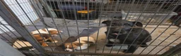 Patterjack dogs for sale: Patterjack in Carlisle - Advert 1