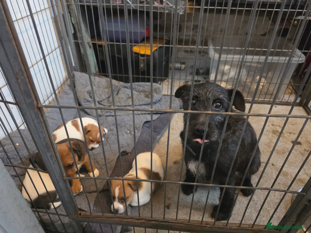 Patterjack dogs for sale: Patterjack in Carlisle - Advert 1