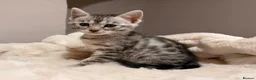 Bengal cats for sale: Tempest Bengal TICA registered kittens  - Advert 18
